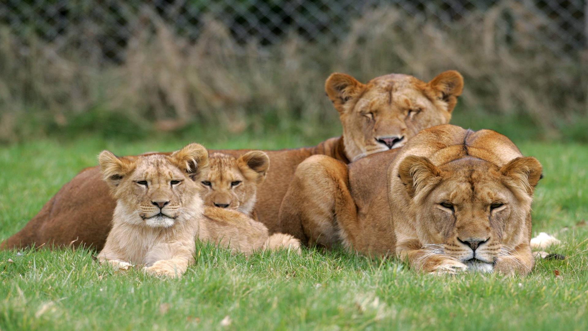 longleat safari